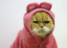 Grumpy kitty. Image via Tumblr. Grumpy kitty. Image via Tumblr.