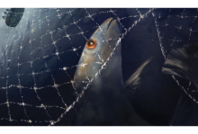 Illustration of a fish looking up through a net in the ocean