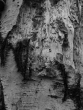 Maniola / Shutterstock 