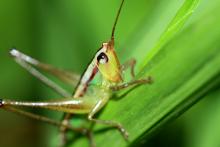 Cricket