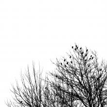 Image via CreationSwap.com