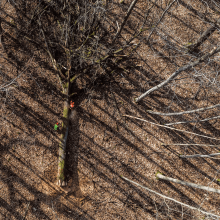 A birds-eye view of a forest in France, where the monks donated oaks to the rebuilding of Notre Dame