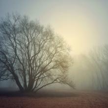 Fog and light photo, lussiya  / Shutterstock.com