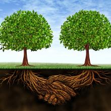 Deep connected roots. Image courtesy Lightspring/shutterstock.com