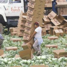 Photo: Migrant farm workers in California, spirit of america / Shutterstock.com