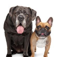 Cane Corso and French Bulldog