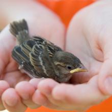 Sparrow in a child's hands. Photo courtesy Firma V/shutterstock.com