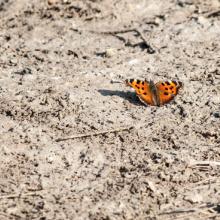 A butterfly settles on the dust. Image courtesy Romas_Photo/shutterstock.com.