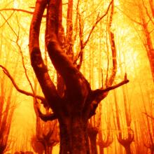 A tree on fire. Image courtesy Mimadeo/shutterstock.com