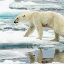 A polar bear walks along ice floes in the Arctic Ocean. Photo courtesy of Florid