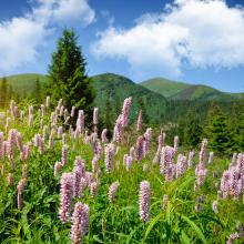 Mountain scenery, Nataliia Melnychuk/ Shutterstock.com