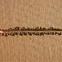 Drawing a line in the sand, Stephen Rees / Shutterstock.com