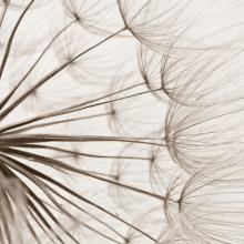 MaestroPhoto / Shutterstock.com