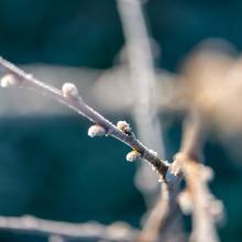 Iced-over buds, bbernard / Shutterstock.com