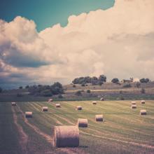 Farm landscape, dvoevnore / Shutterstock.com