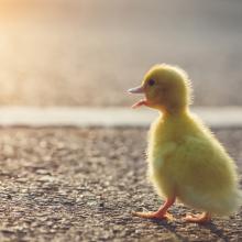 nanD_Phanuwat / Shutterstock.com