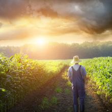 Farmer walking in a corn field, Sandra Cunningham / Shutterstock.com
