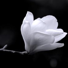 Black and white magnolia, Gregory Johnston / Shutterstock.com