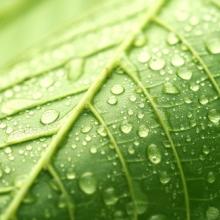 Leaf detail,  alexskopje / Shutterstock.com