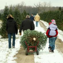 Photo: Family lugging their freshly cut tree, © Lori Sparkia/ Shutterstock.com