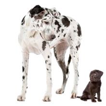 Great dane and labrador puppy, Erik Lam / Shutterstock.com