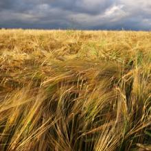 Field image by eurospiders/Shutterstock.