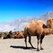 (Camel photo by Tatiana Belova /Shutterstock.com)