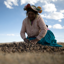 Maxima Ccalla, an indigenous Quechua woman, moves dehydrated potatoes on a field in Puno, Peru on June 18, 2021.