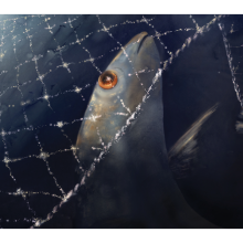 Illustration of a fish looking up through a net in the ocean