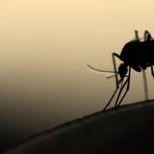 mycteria / Shutterstock