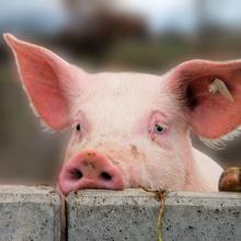 Ulrich Mueller / Shutterstock