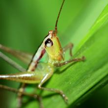 Cricket Cricket