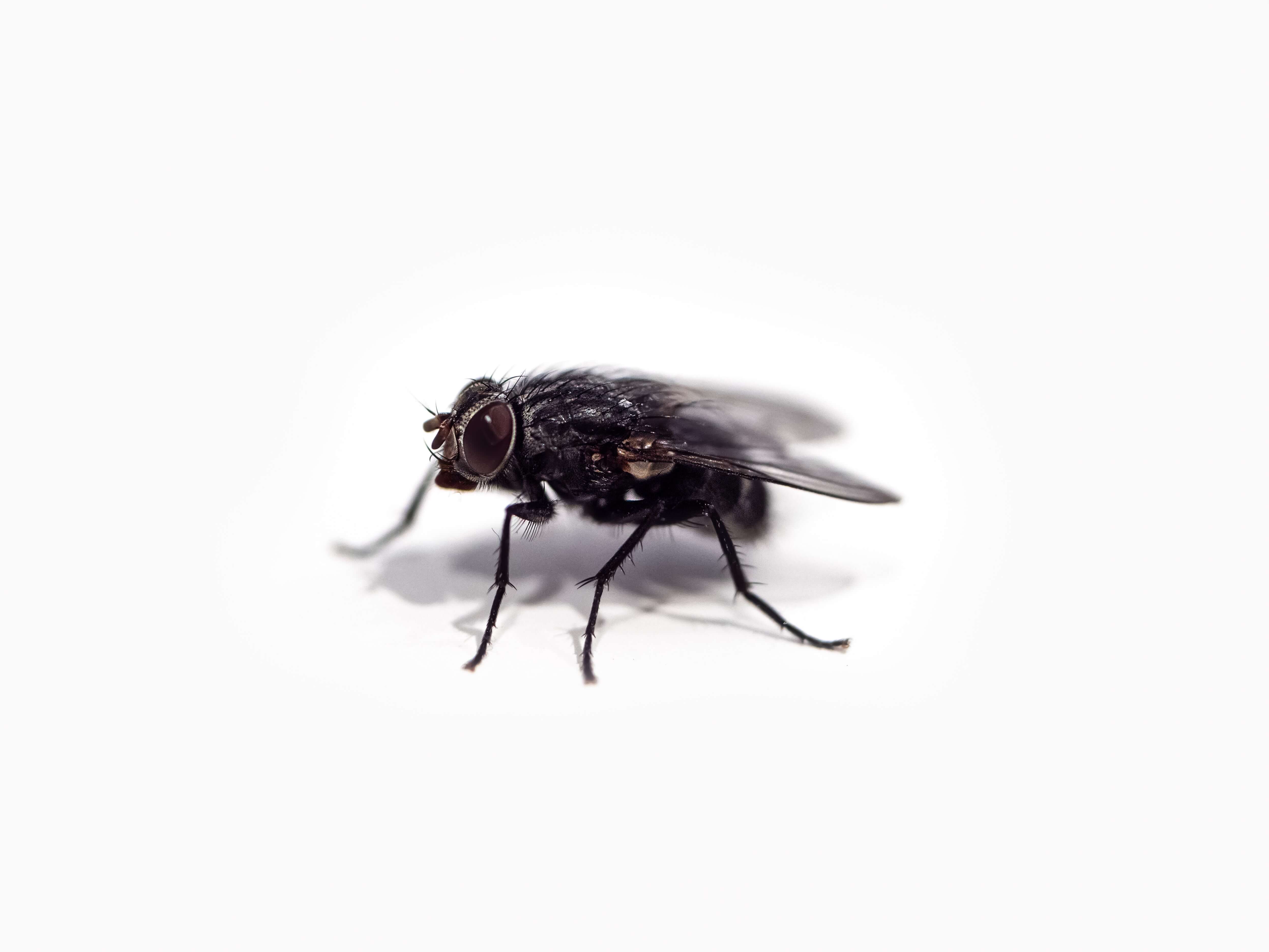 5 Bible Verses About Flies Sojourners