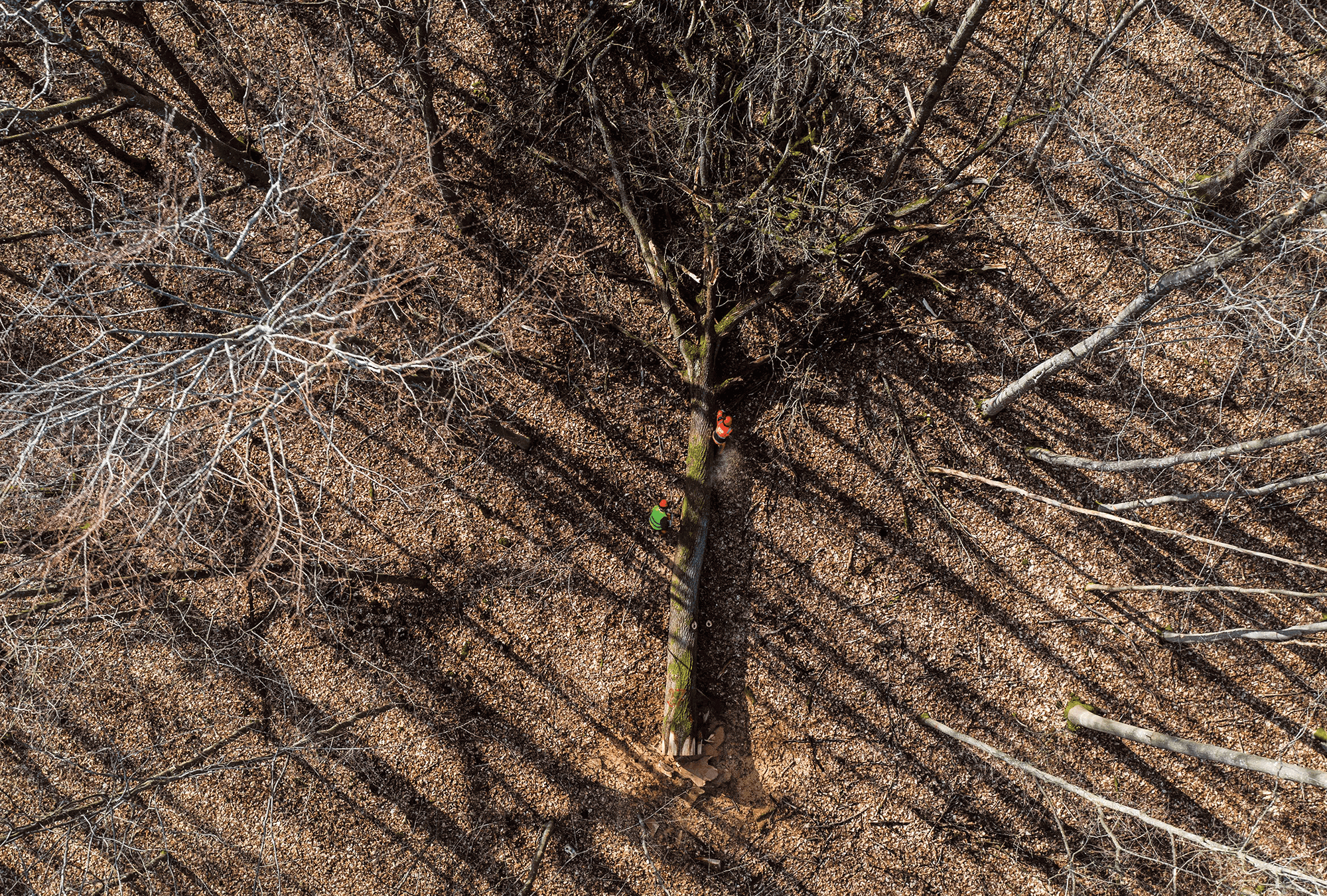 Loggers in France fell oak trees for reconstruction of Notre Dame Cathedral, damaged by fire in 2019 / Martin Bureau / AFP via Getty Images A birds-eye view of a forest in France, where the monks donated oaks to the rebuilding of Notre Dame