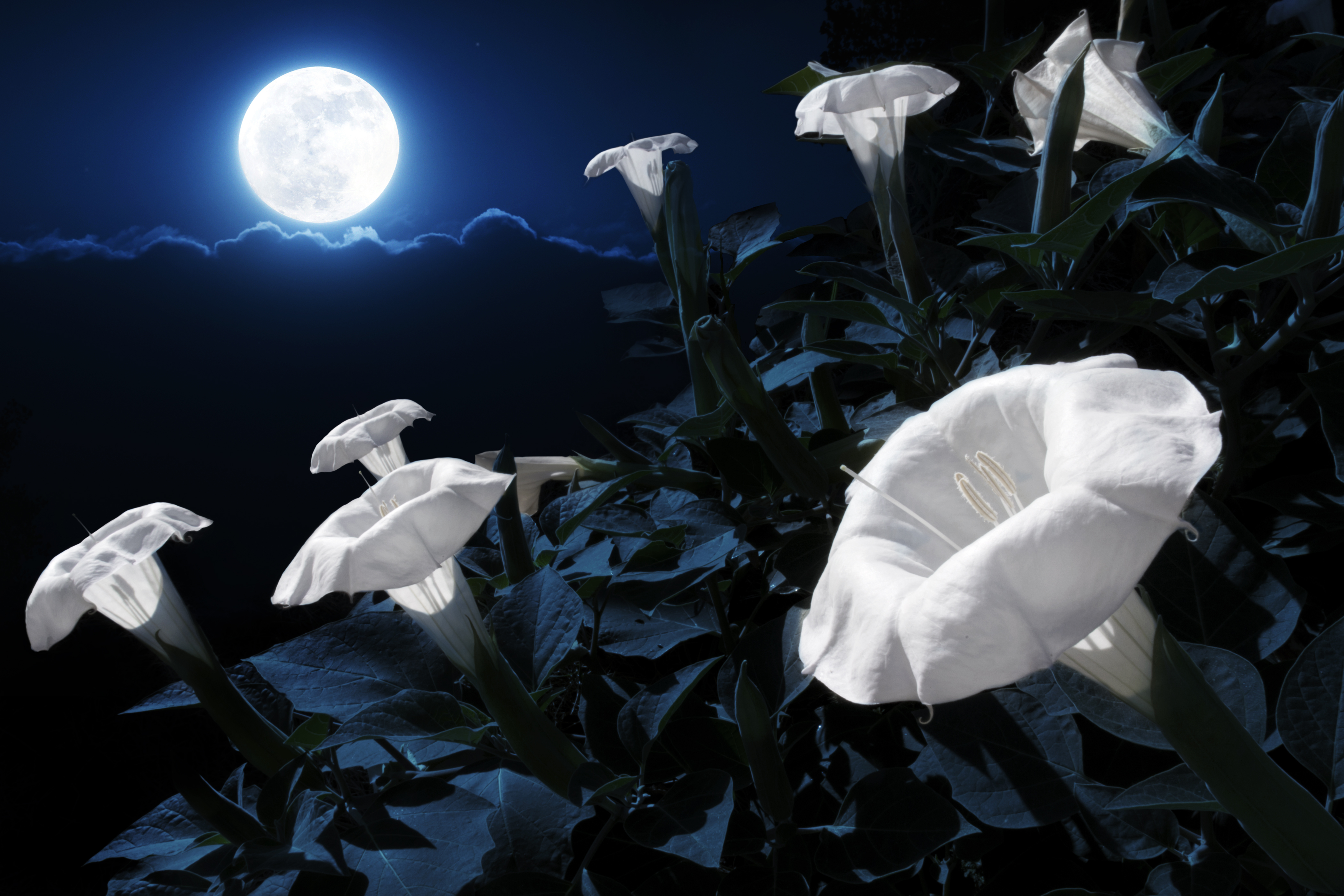 Moon flowers. Луноцвет. Луноцвет растение. Цветок который распускается ночью. Цветок который цветет ночью.