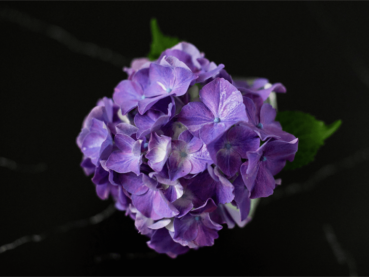 A purple hydrangea with leaves on a black background.