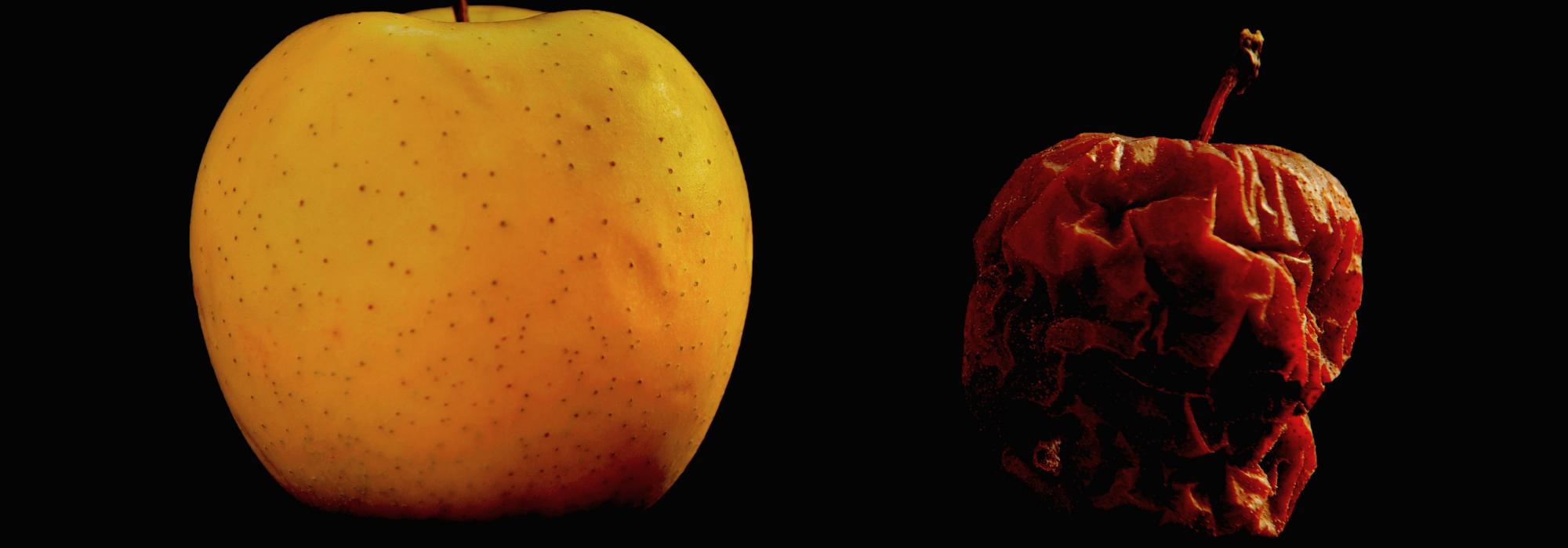 Trump's Rotten Fruit Sojourners