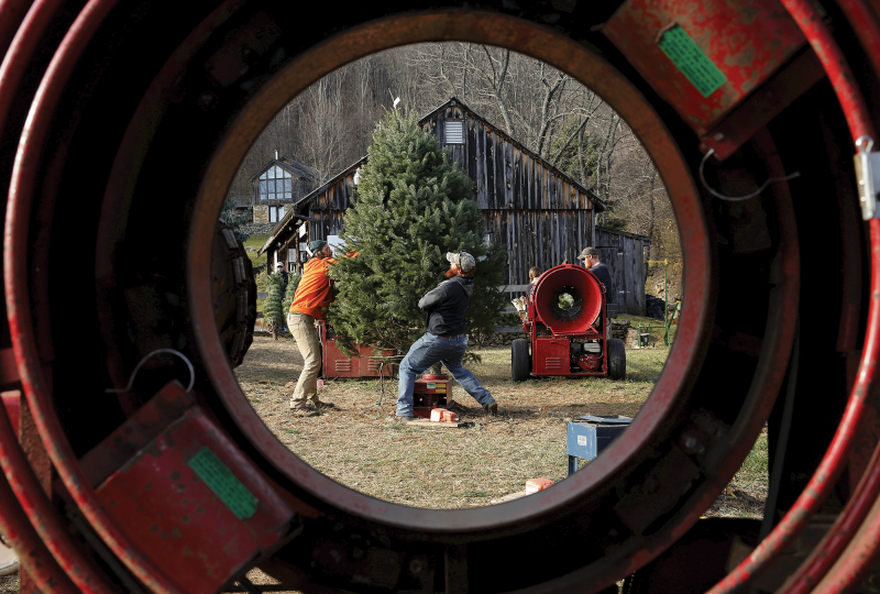 The photo, taken through the middle Christmas tree bailer, shows two men lifting up a Christmas tree 