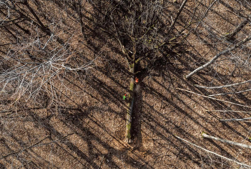 A birds-eye view of a forest in France, where the monks donated oaks to the rebuilding of Notre Dame