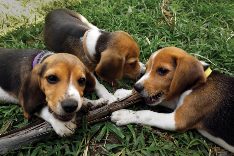 A picture of (adorable) beagle puppies pouncing and nibbling on a stick in thick grass.