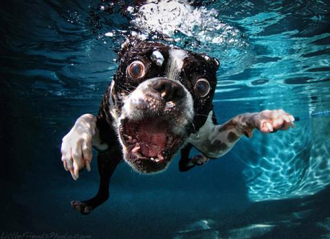 Dogs underwater is now a book! Photo: Seth Casteel Photo: Seth Casteel