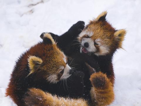 Rare red pandas, wrestling in the snow. Image via Wiki Commons http://bit.ly/xcpR67 Rare red pandas, wrestling in the snow. Image via Wiki Commons http://bit.ly/xcp