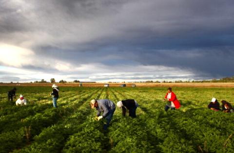 Migrant workers pick parsley on a Colorado farm, 2011. Photo by John Moore/Getty Images Photo by John Moore/Getty Images