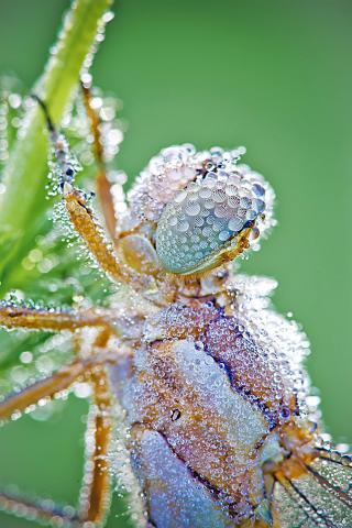 Dragonflies covered in dew. Photographs by David Chambon / Colossal Photographs by David Chambon / Colossal