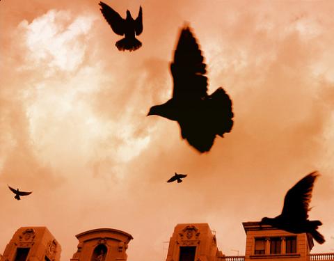 "Freedom." Photo illustration via Wylio http://bit.ly/xAJy0A "Freedom." Photo illustration via Wylio http://bit.ly/xAJy0A