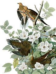Zenaida Macroura (Mourning Dove) painting by John J. Audubon. Public domain image. Zenaida Macroura (Mourning Dove) painting by John J. Audubon. Public domain imag