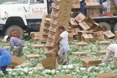 Photo: Migrant farm workers in California, spirit of america / Shutterstock.com Photo: Migrant farm workers in California, spirit of america / Shutterstock.com