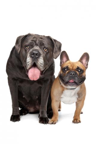 Cane Corso and French Bulldog Cane Corso and French Bulldog