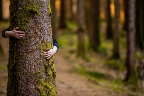 Tree hugger, Andrei S / Shutterstock.com