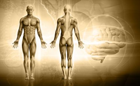 Composition of the human body, malinx / Shutterstock.com Composition of the human body, malinx / Shutterstock.com